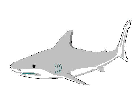 bull shark drawing. ull shark drawing. ull shark