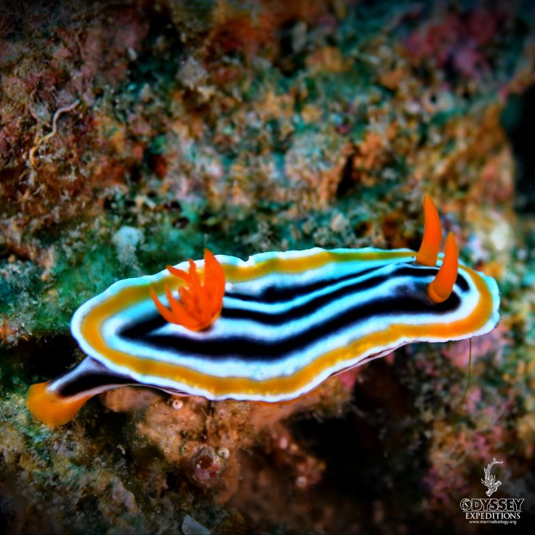 Streaked Chromodoris - Chromodoris strigata