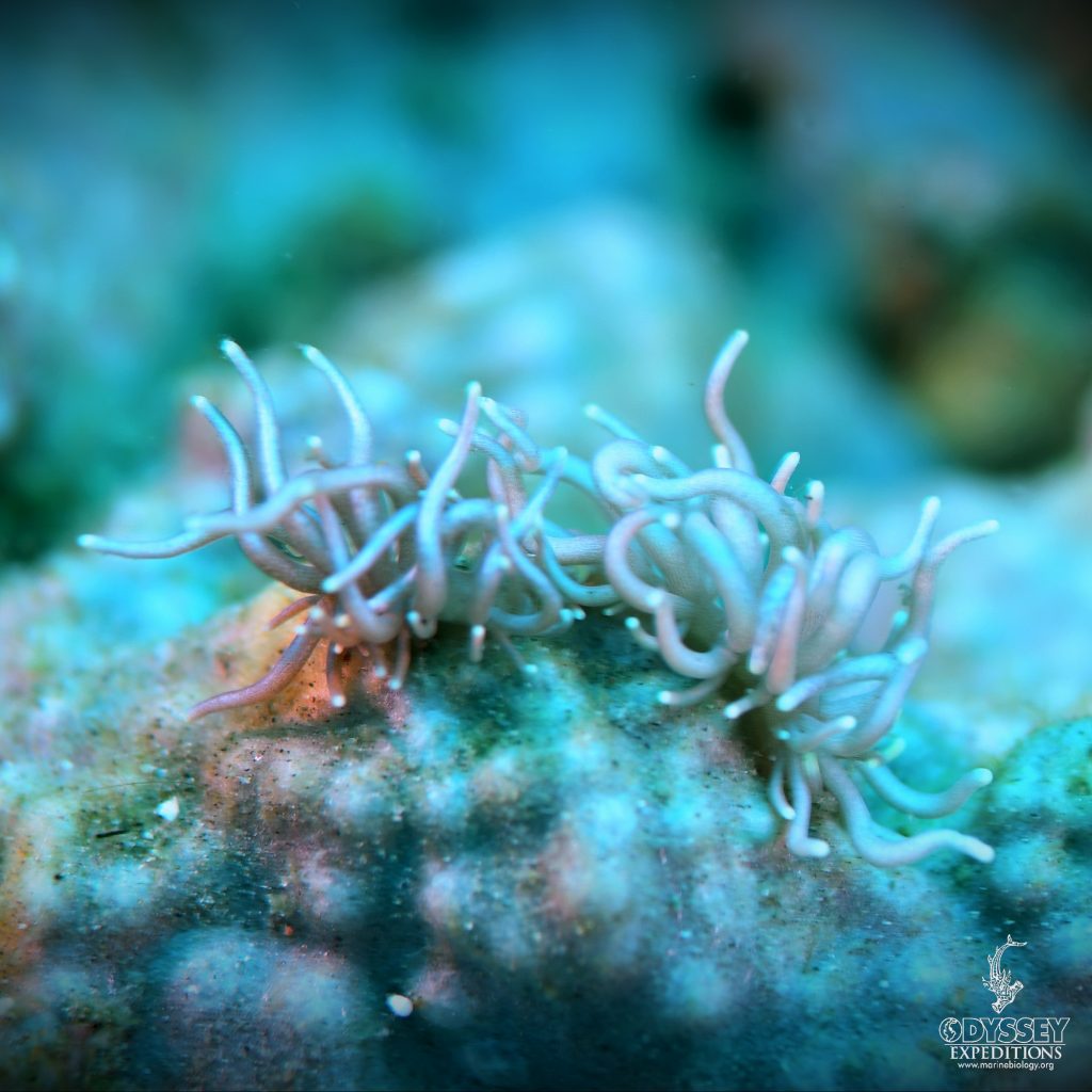 Phyllodesmium briareum - Nudibranch 