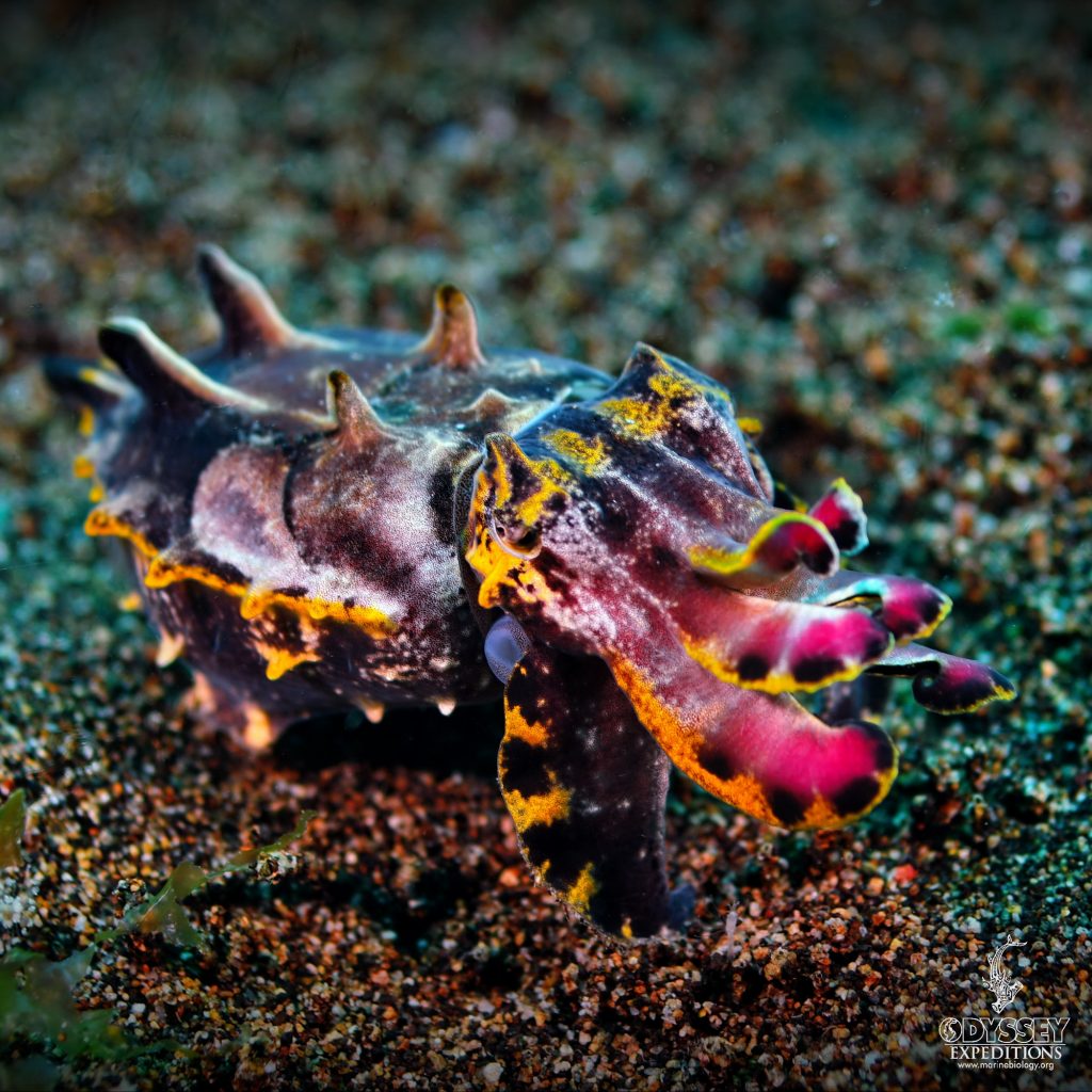 Flamboyant Cuttlefish - Metasepia pfefferi