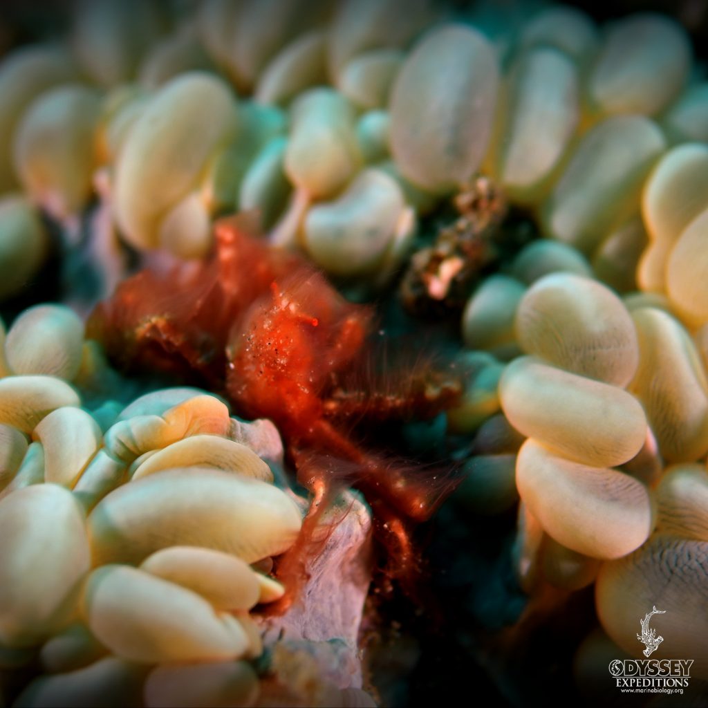 Orangutan Crab in Bubble Coral, Achaeus japonicus in Plerogyra sinuosa