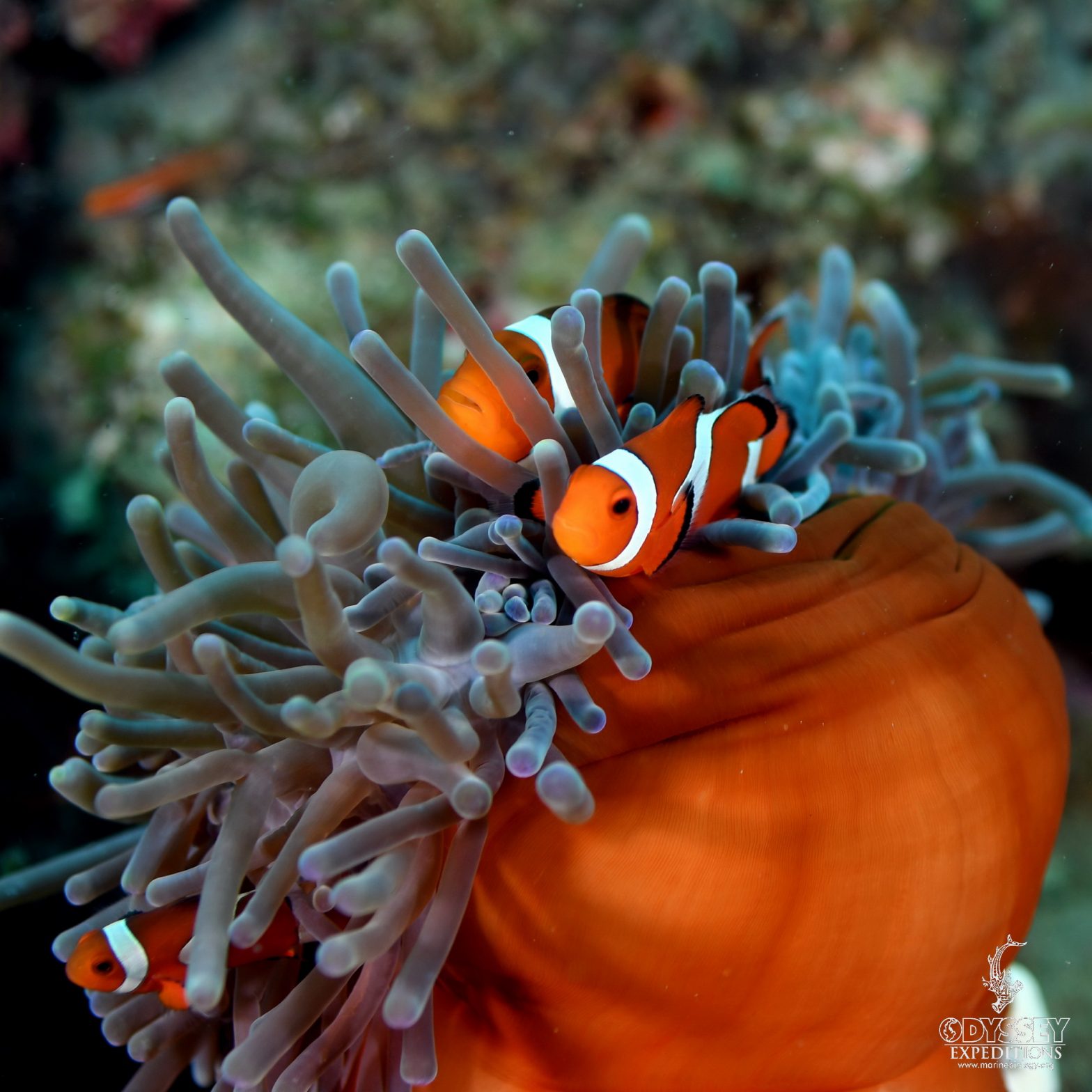 Clownfish and its Tent | Marine Biology Learning Center