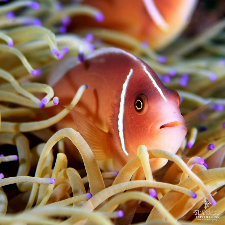 Pink Skunk clownfish - Amphiprion Perideraion