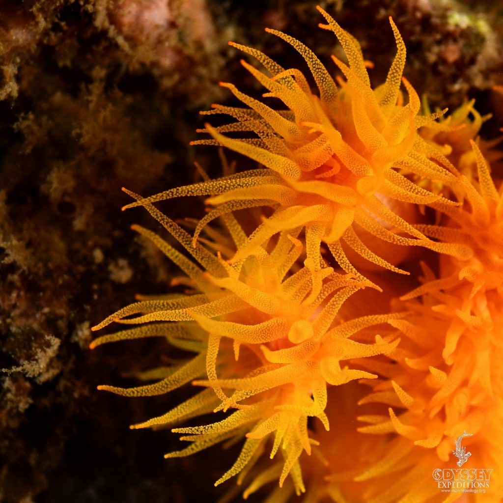 Orange cup coral - Tubastraea Coccinea