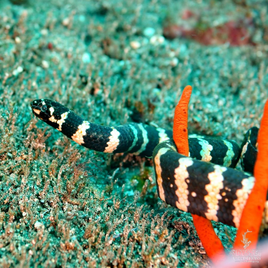 Yellow-lipped sea krait