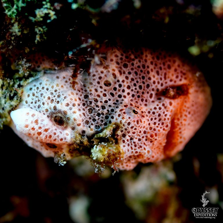 Painted frogfish - Antennarius pictus