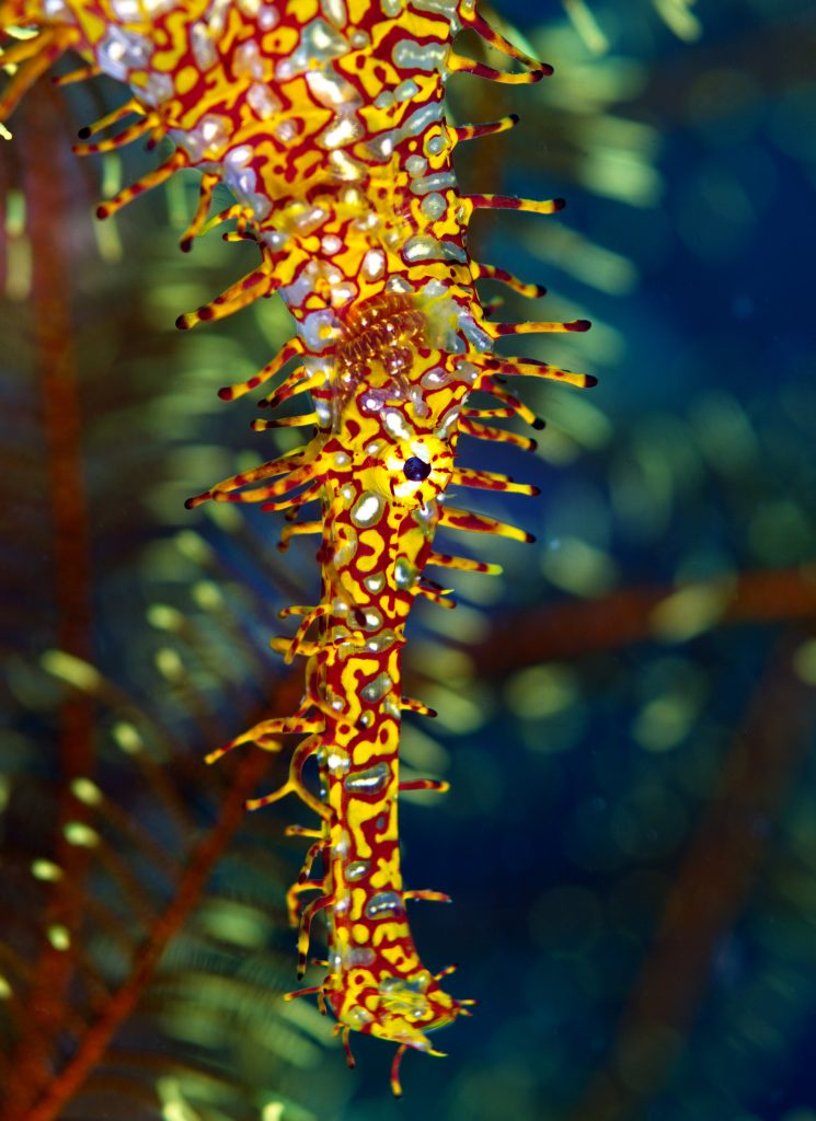 DSC_1877c Marine Biology Learning Center