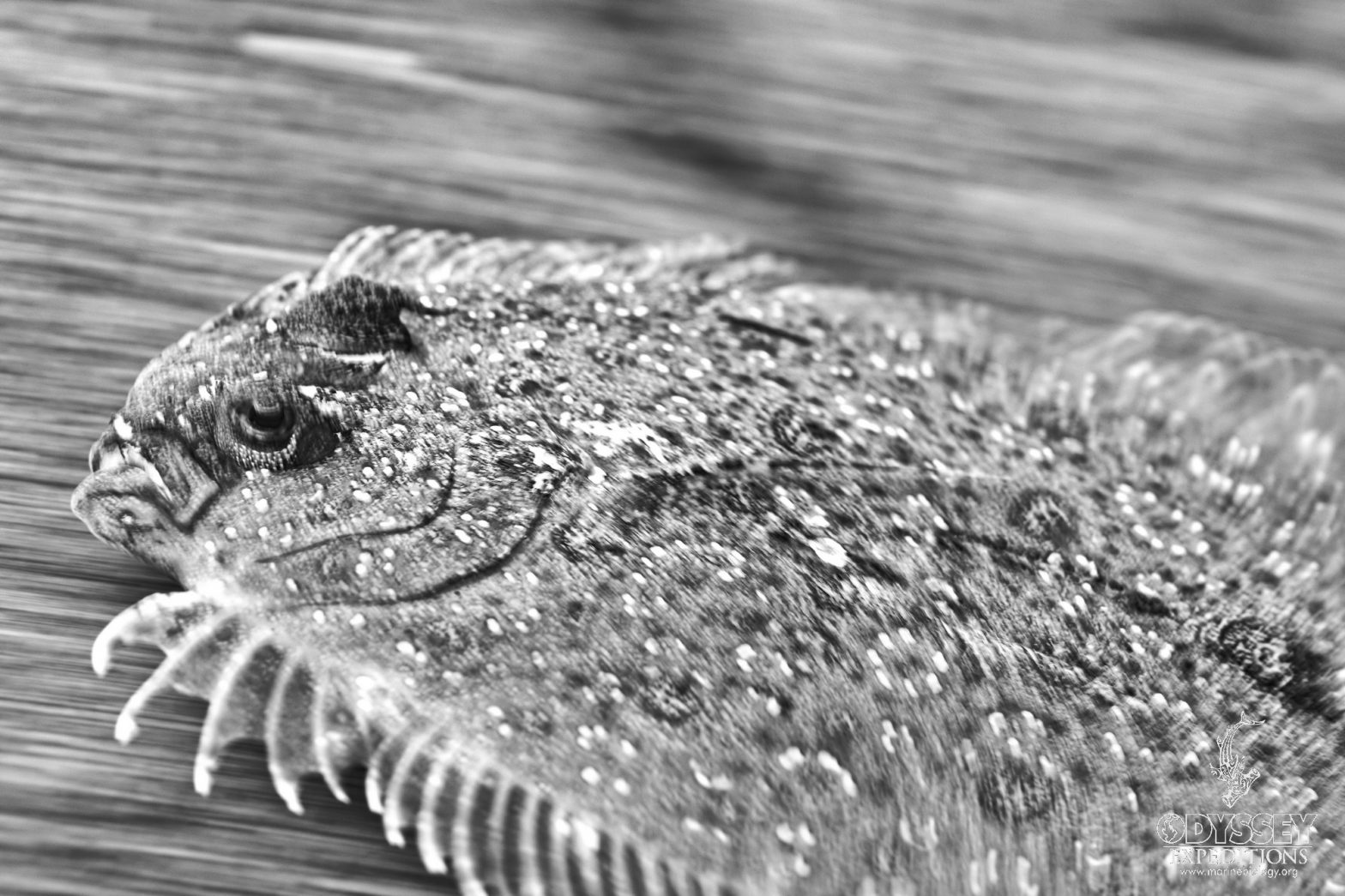 Black & White | Marine Biology Learning Center