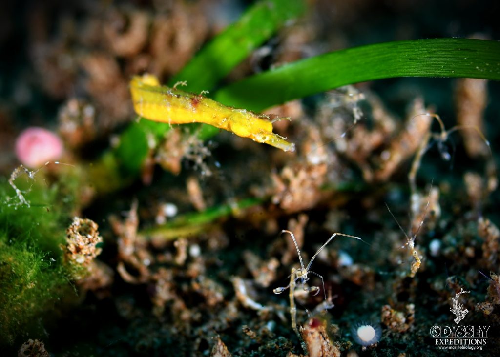 Shortpouch pygmy pipehorse - Acentronura tentaculata