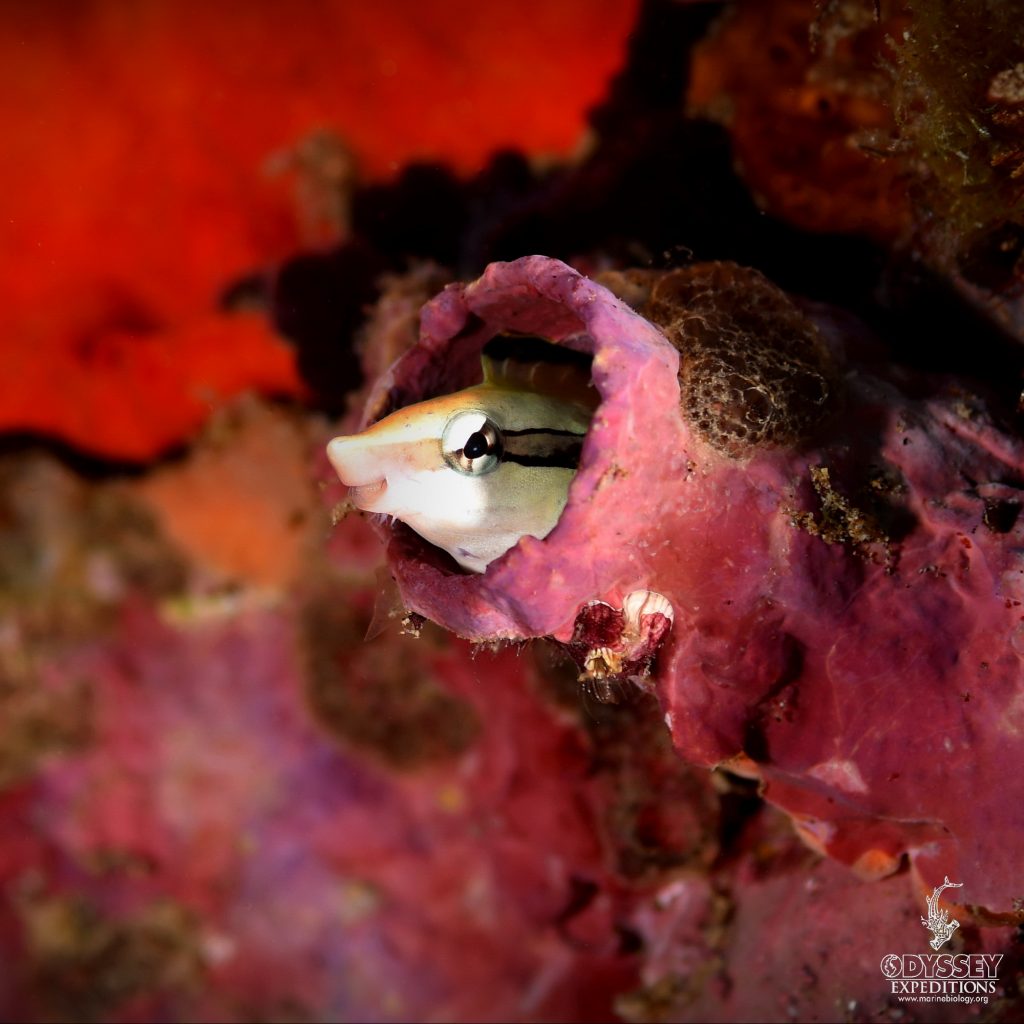 Lance Blenny - Aspidontus dussumieri 