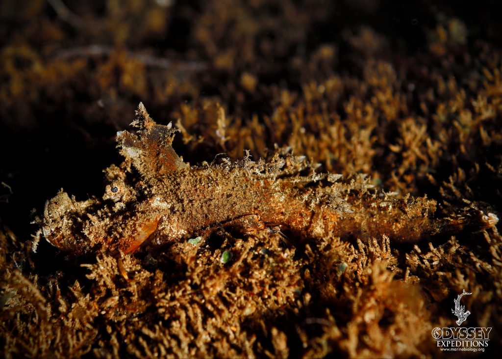 Devil Scorpion  Fish - Scorpaenopsis diabolus