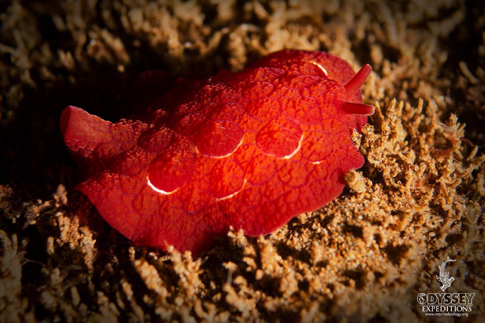 Sea Slug | Marine Biology Learning Center