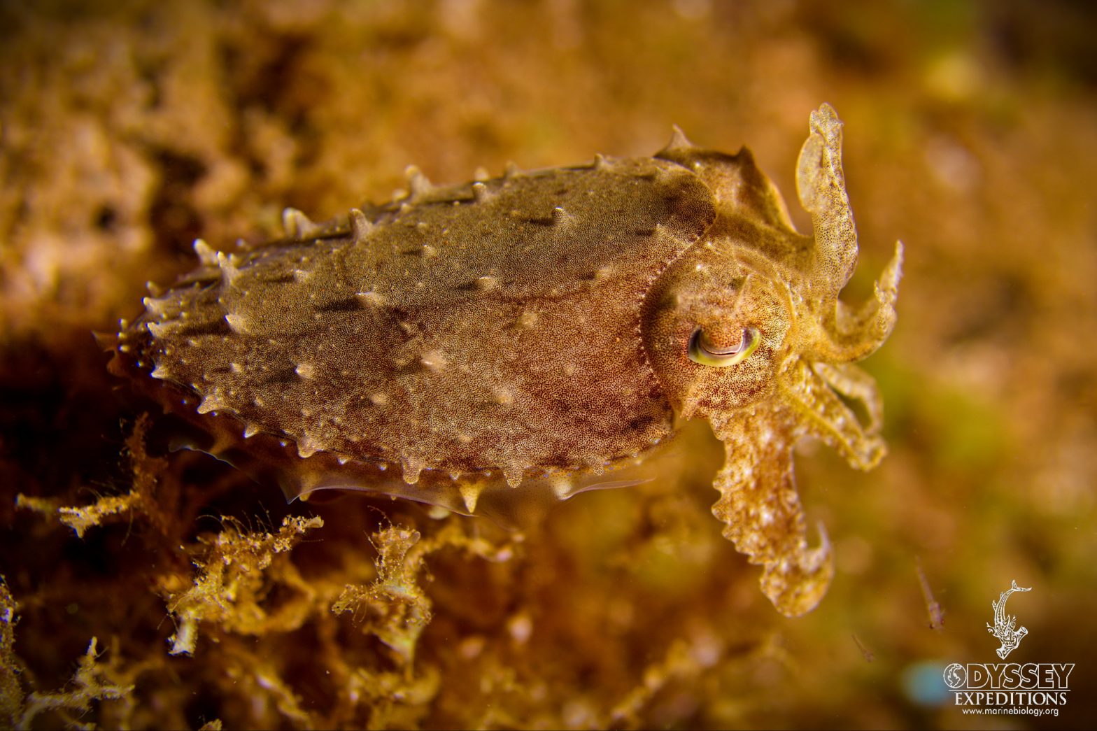 Dwarf Cuttlefish | Marine Biology Learning Center