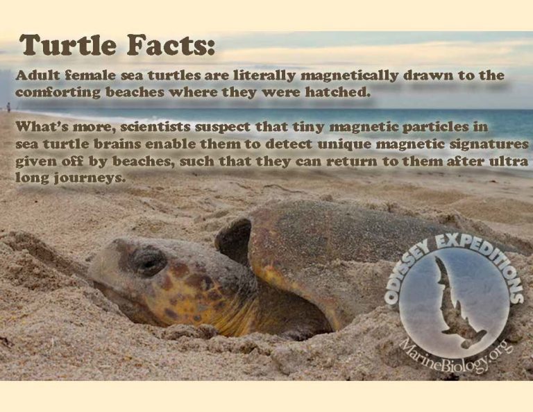 Facts Turtles Marine Biology Learning Center