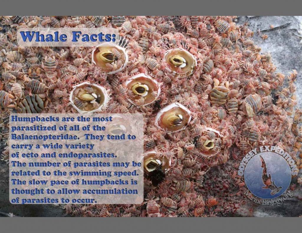 Facts_Whale_Lice | Marine Biology Learning Center