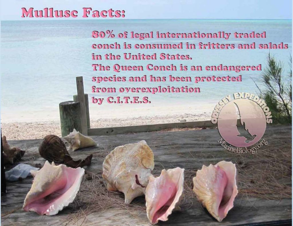 Conch Fact