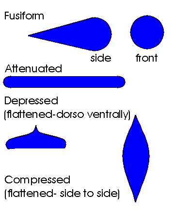 Fish body shape variation