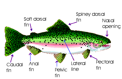 fish fin layout