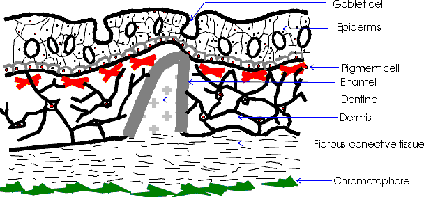 Skin of cartilagenous fish