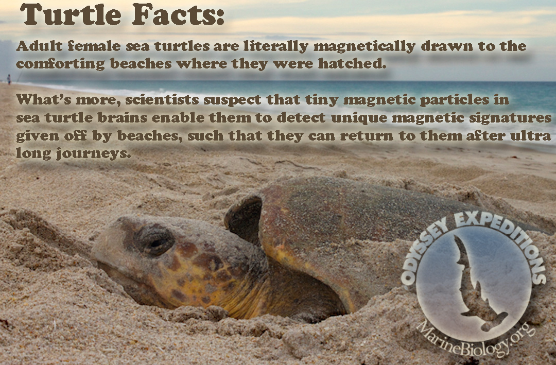 Sea Turtle Nesting 