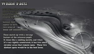 Facts_Whale_eyesight