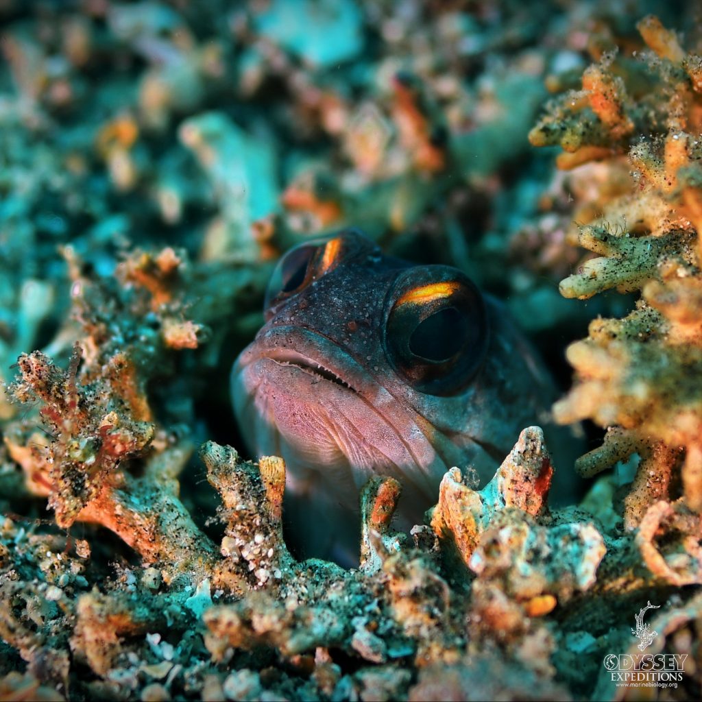 Yellowbarred Jawfish - Opistognathus randalli