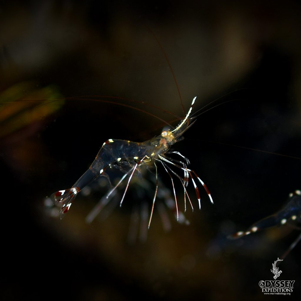 Renate Khalaf's Cleaner Shrimp - Urocaridella renatekhalafae