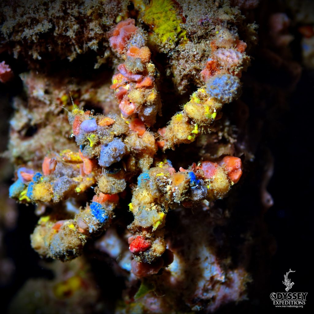 Spider Decorator Crab - Camposcia rutusa