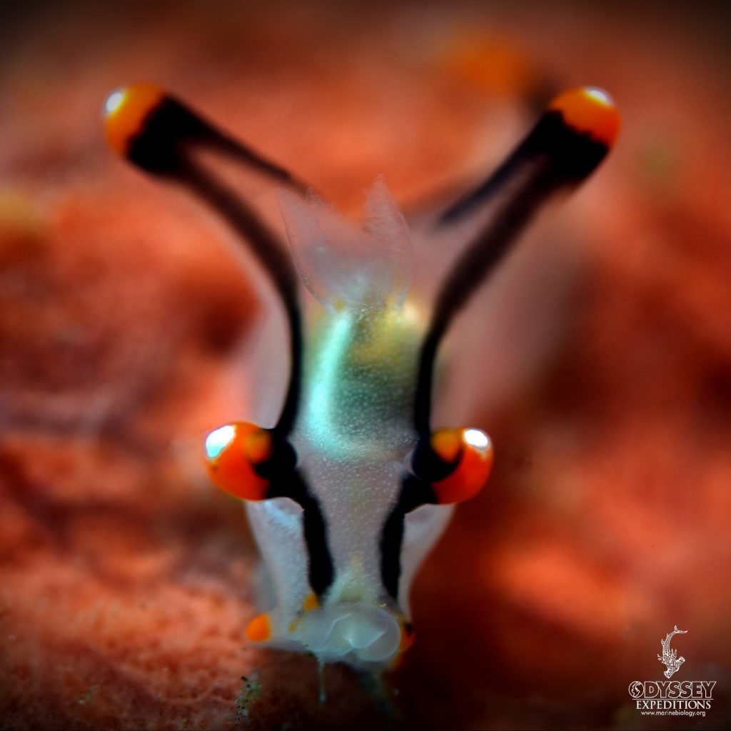 Thecacera picta - Nudibranch 