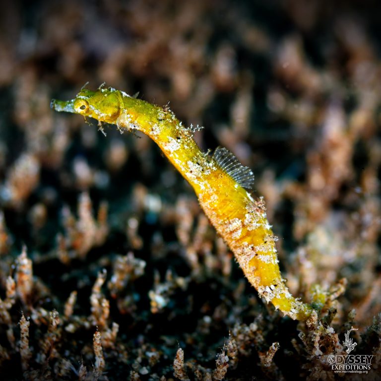 Shortpouch pygmy pipehorse - Acentronura tentaculata