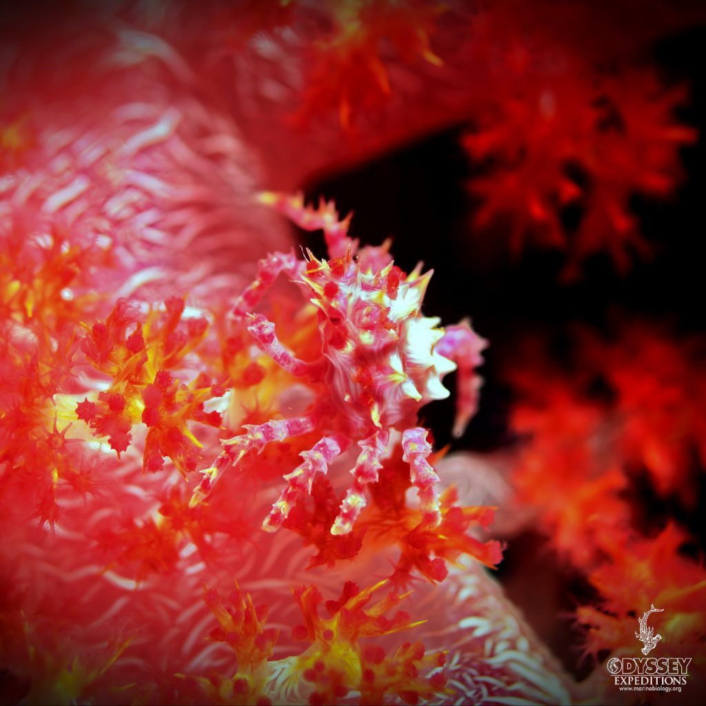 Candy Crab - Hoplophrys oatesi