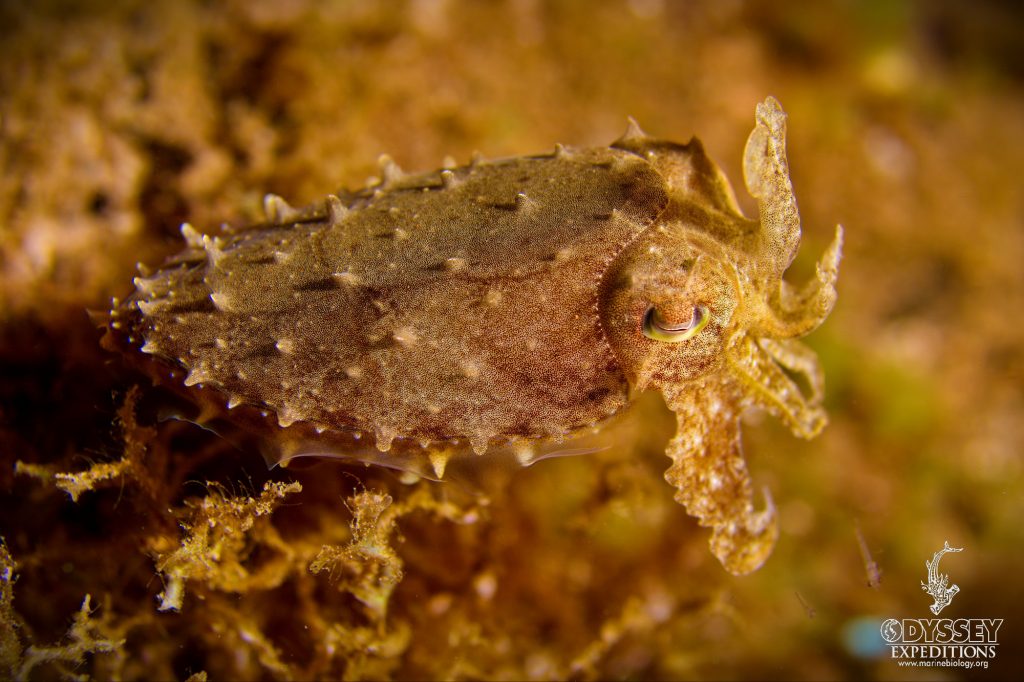 Stumpy Cuttlefish