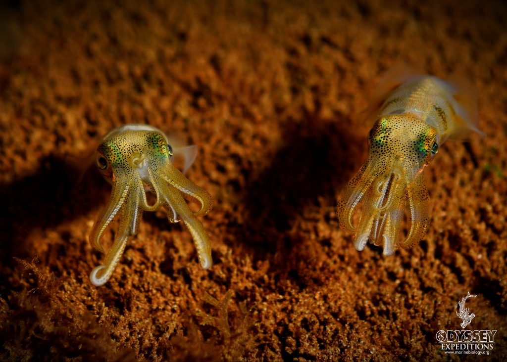 Big Fin Reef Squid