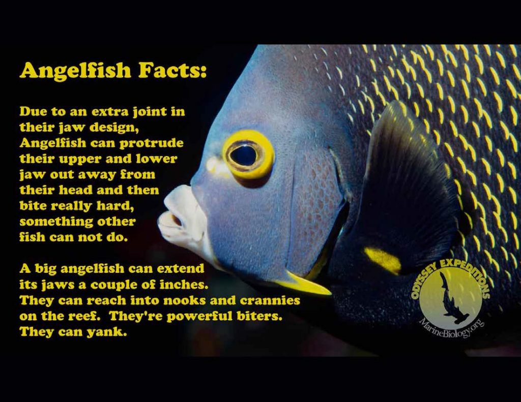 Angelfish Mouth