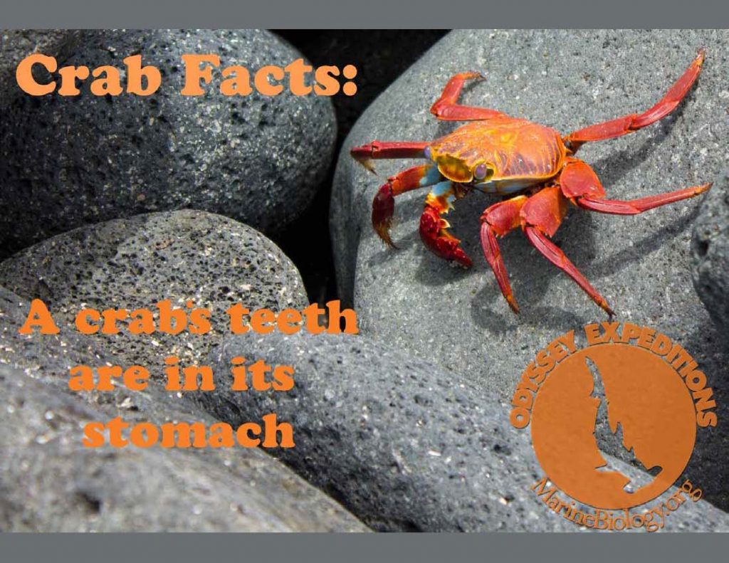 Crab Fact
