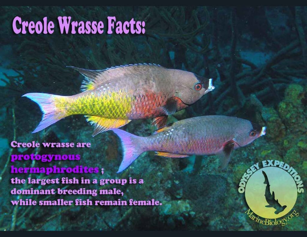 Creole Wrasse Fact