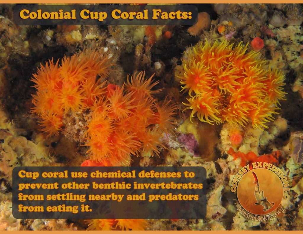 Facts_Cup_Corals | Marine Biology Learning Center