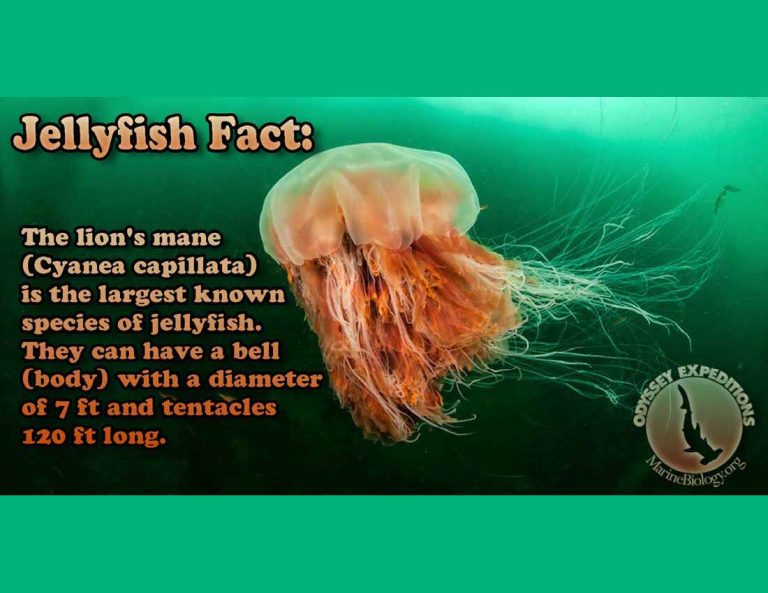 Facts_LionsManejelly | Marine Biology Learning Center