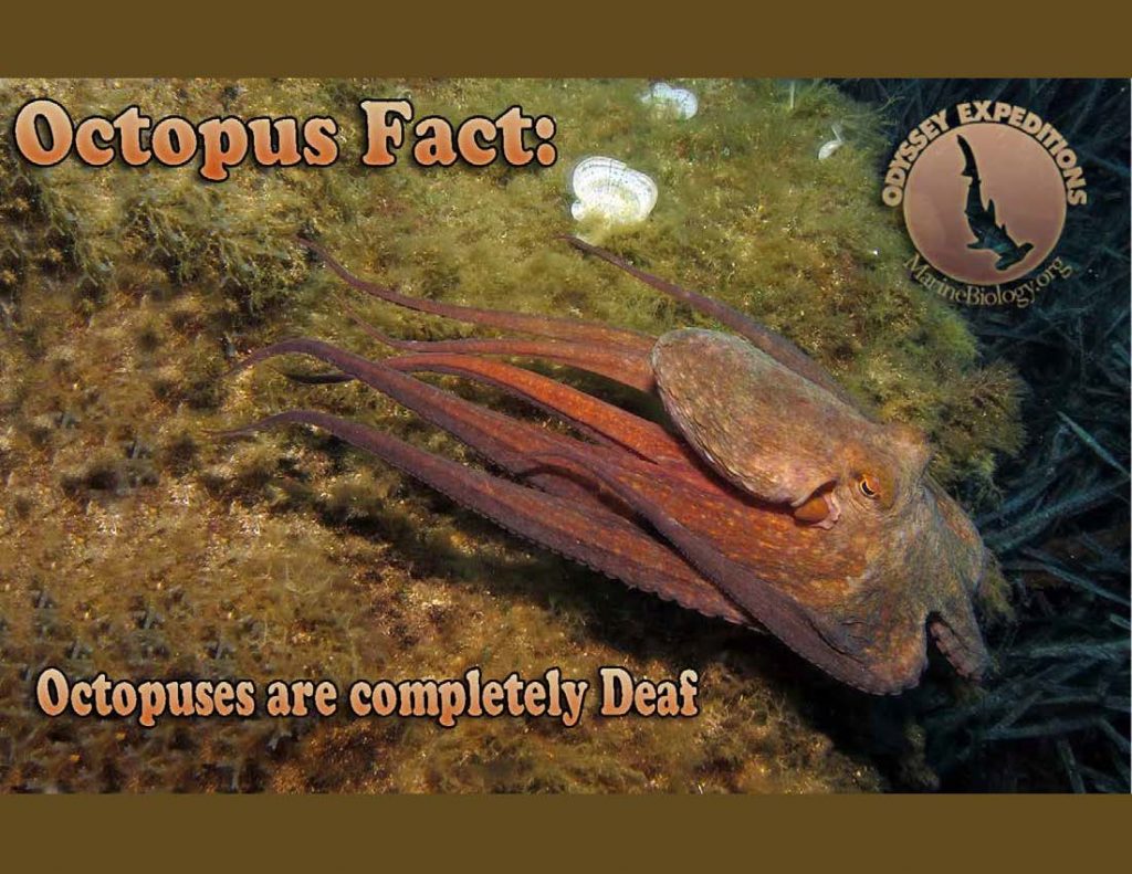 Octopus Fact
