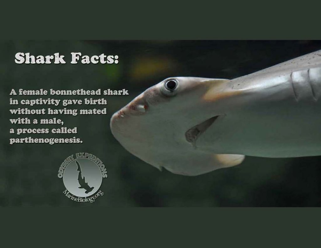 Facts_Sharks | Marine Biology Learning Center