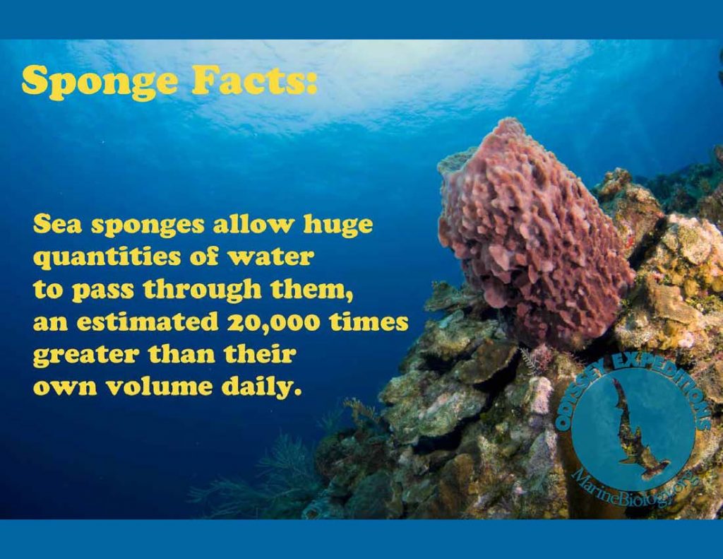 Facts_Sponge | Marine Biology Learning Center