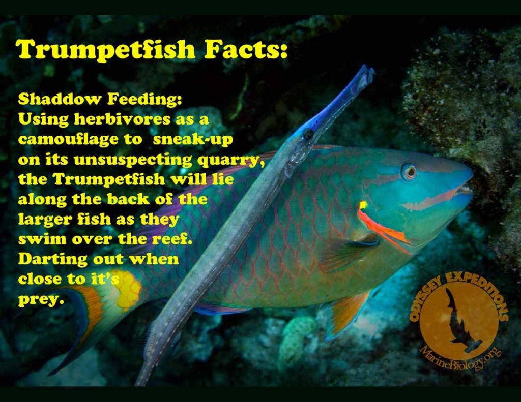 Trumpetfish Fact