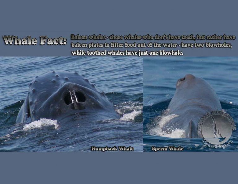 Whale blowhole | Marine Biology Learning Center