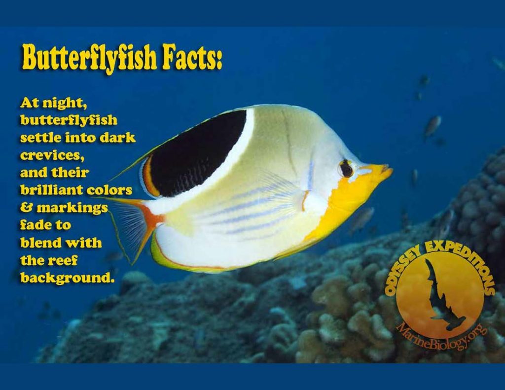 Butterflyfish fact
