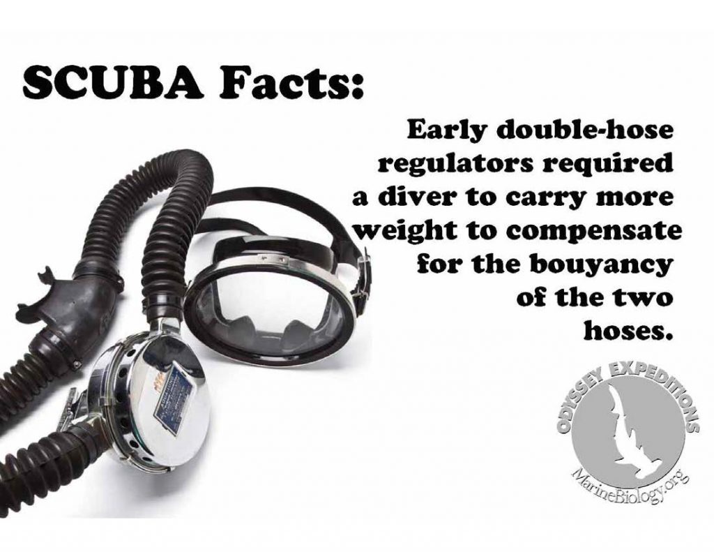 facts_DoubleHose | Marine Biology Learning Center