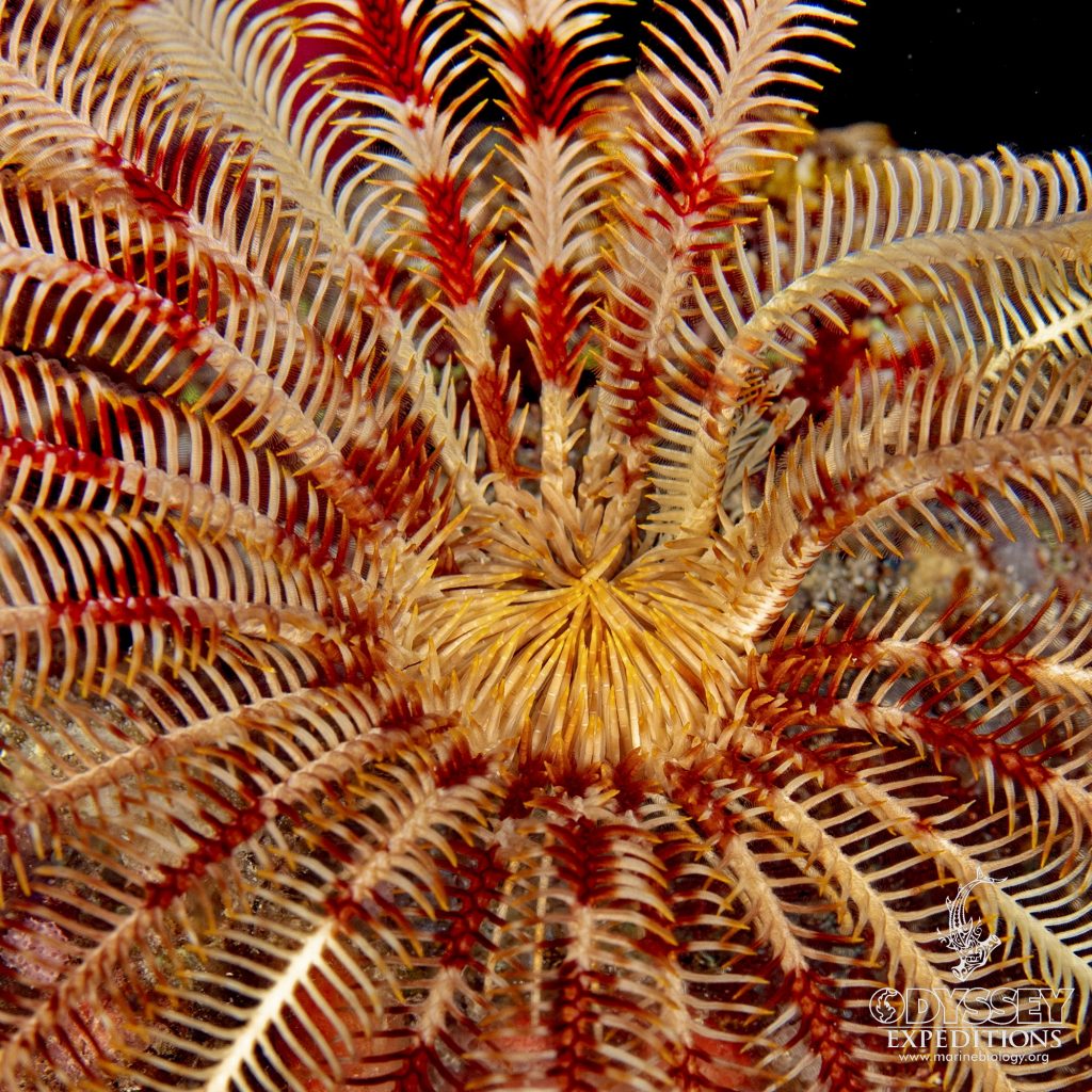 Liparometra regalis - Crinoidia - Feather Stars